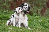 DOGUE ALLEMAND 227